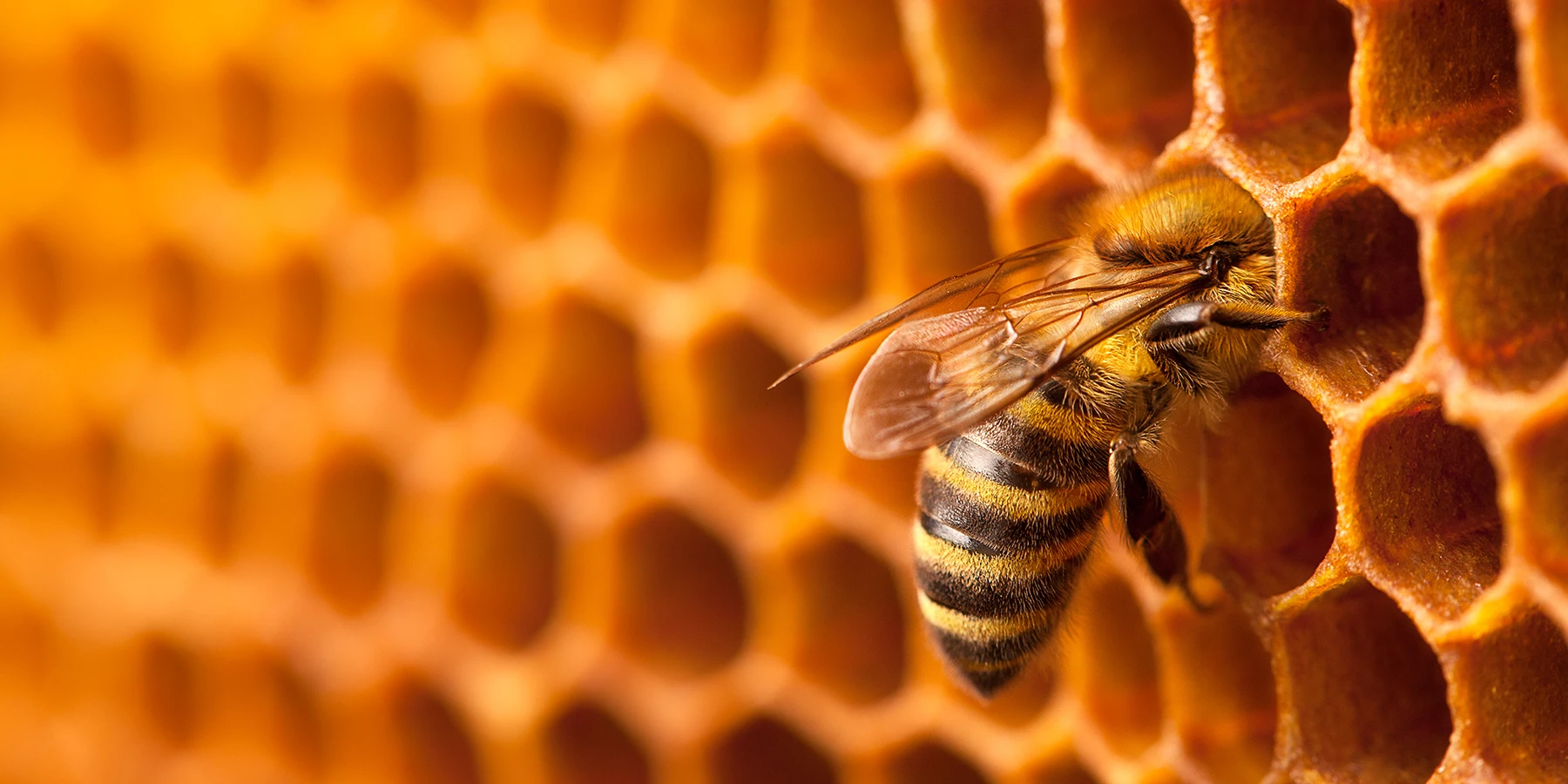 Arıların yoxa çıxmasının qarşısını almaq üçün “qida” hazırlanıb