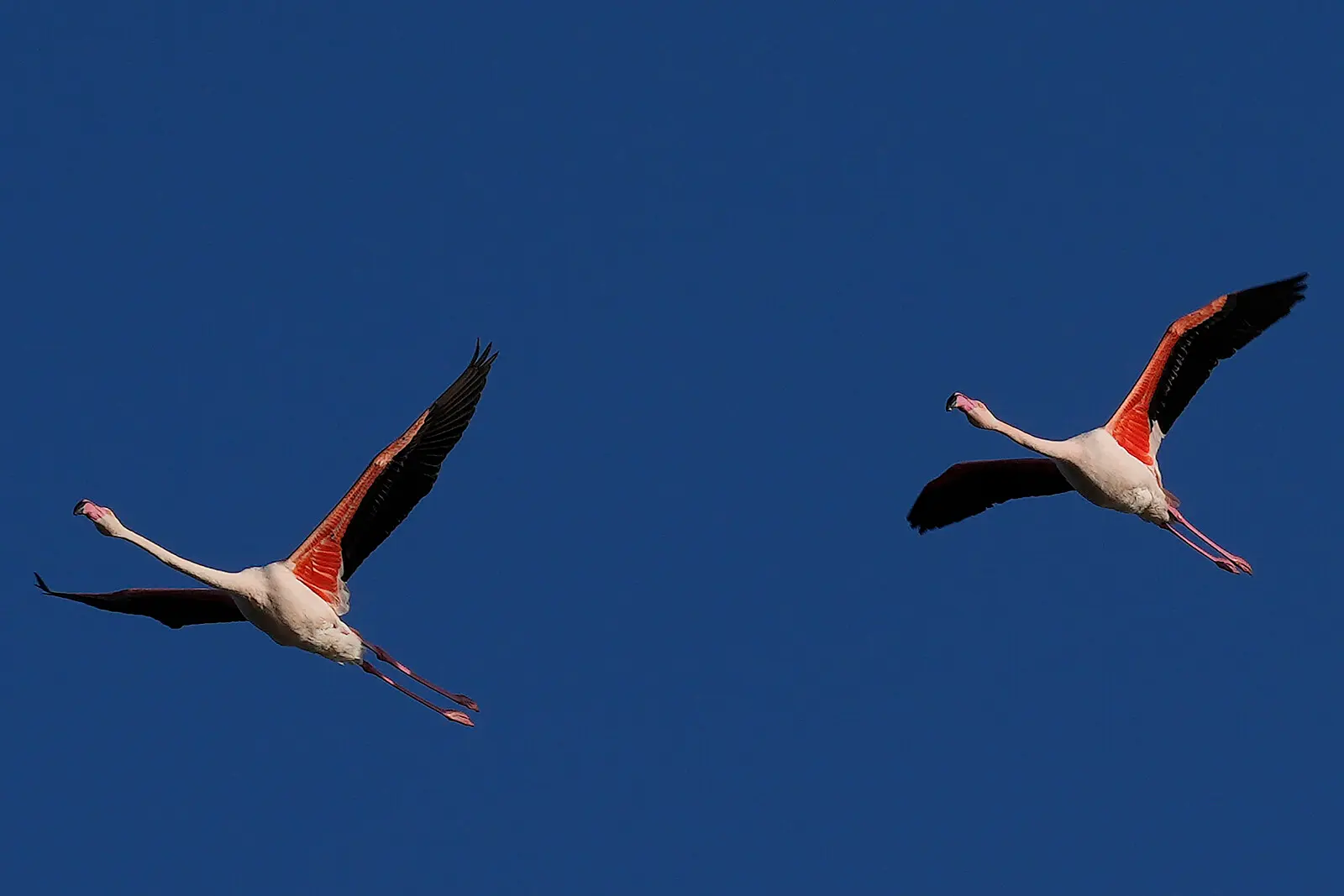 Flamingoların köçü yaşlanmalarına təsir göstərir