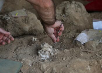 1.8 milyon il yaşı olan insan alt çənəsi kəşf edildi