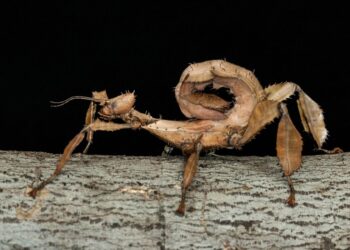 Yeni həşərat növü tapıldı