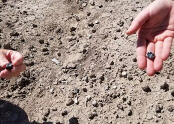 İnsan təkamülündə yeni növ aşkarlanıb