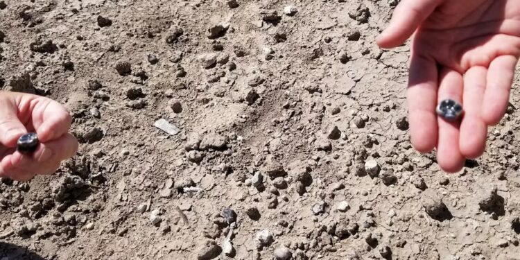 İnsan təkamülündə yeni növ aşkarlanıb