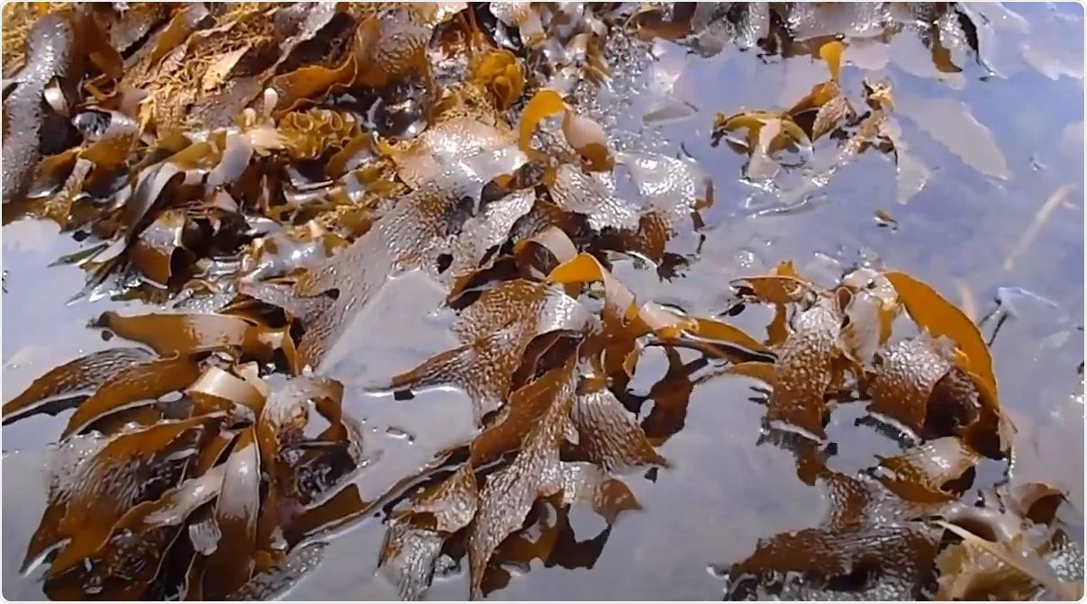 Çin sahillərində “qara qızıl” kimi tanınan nadir yosun tapıldı