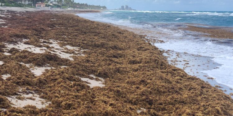 “Sarqasum” yosunlarının 40 illik artımı