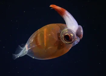 Argentina dənizində yeni növlər