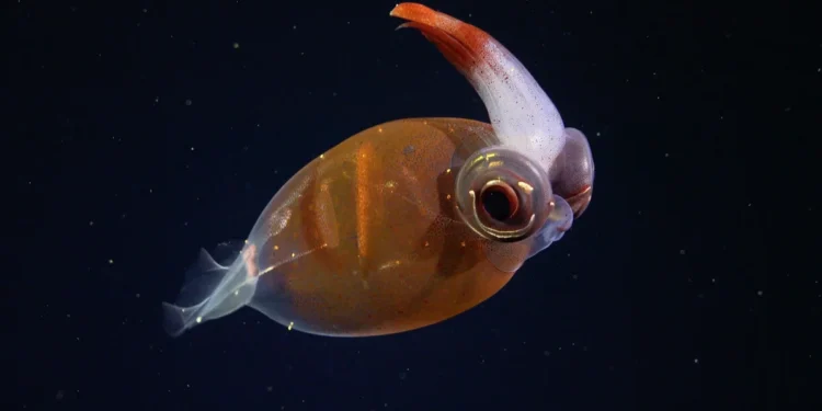 Argentina dənizində yeni növlər