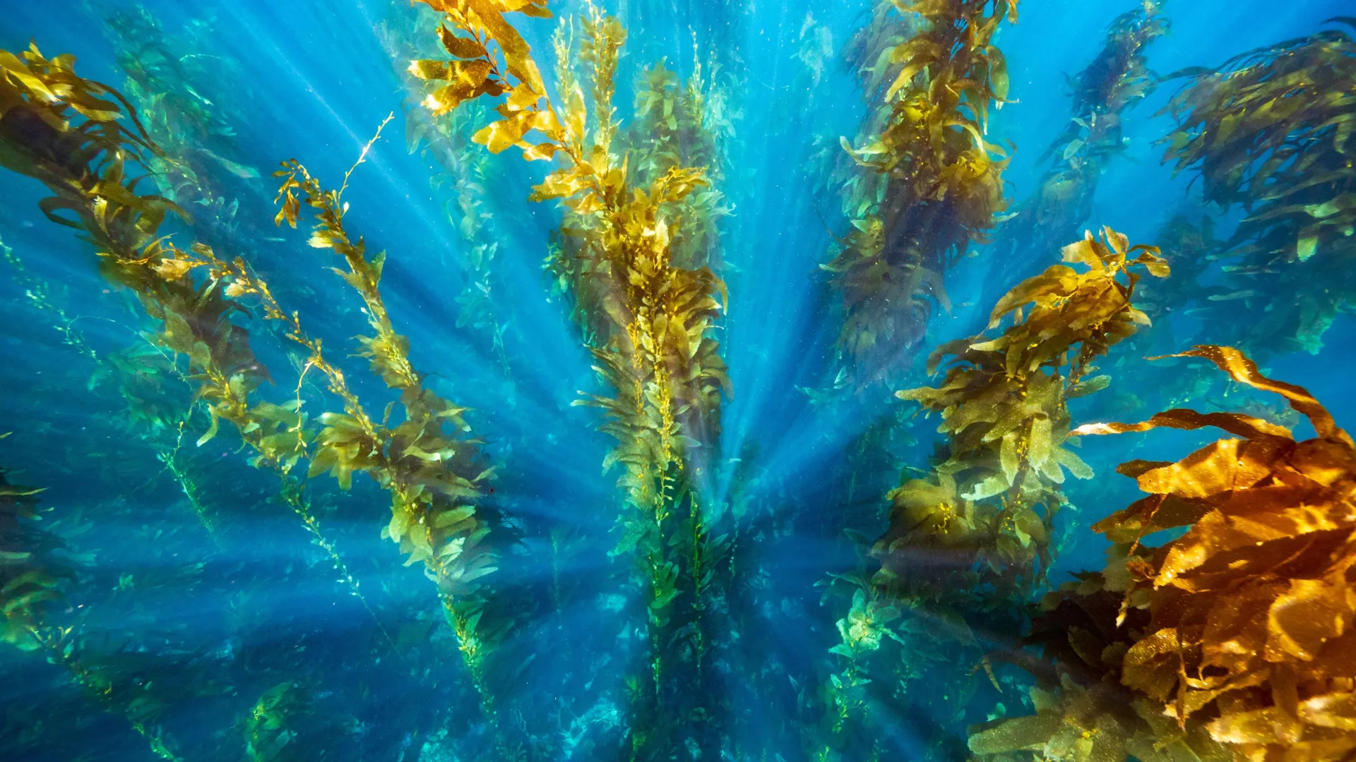 Kelp meşəlikləri istilik dalğalarından MPA sayəsində bərpa olunur