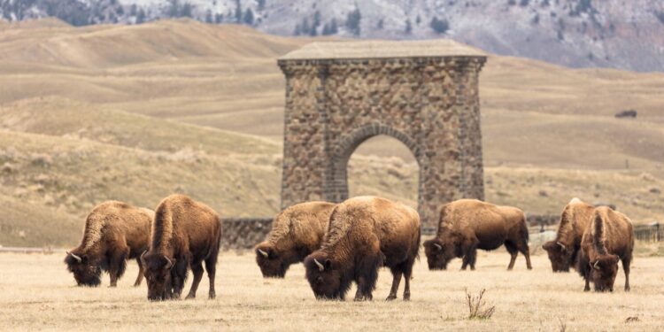 Bizonların geri qaytarılması “Yellowstone” parkında ekosistemi dirçəldib