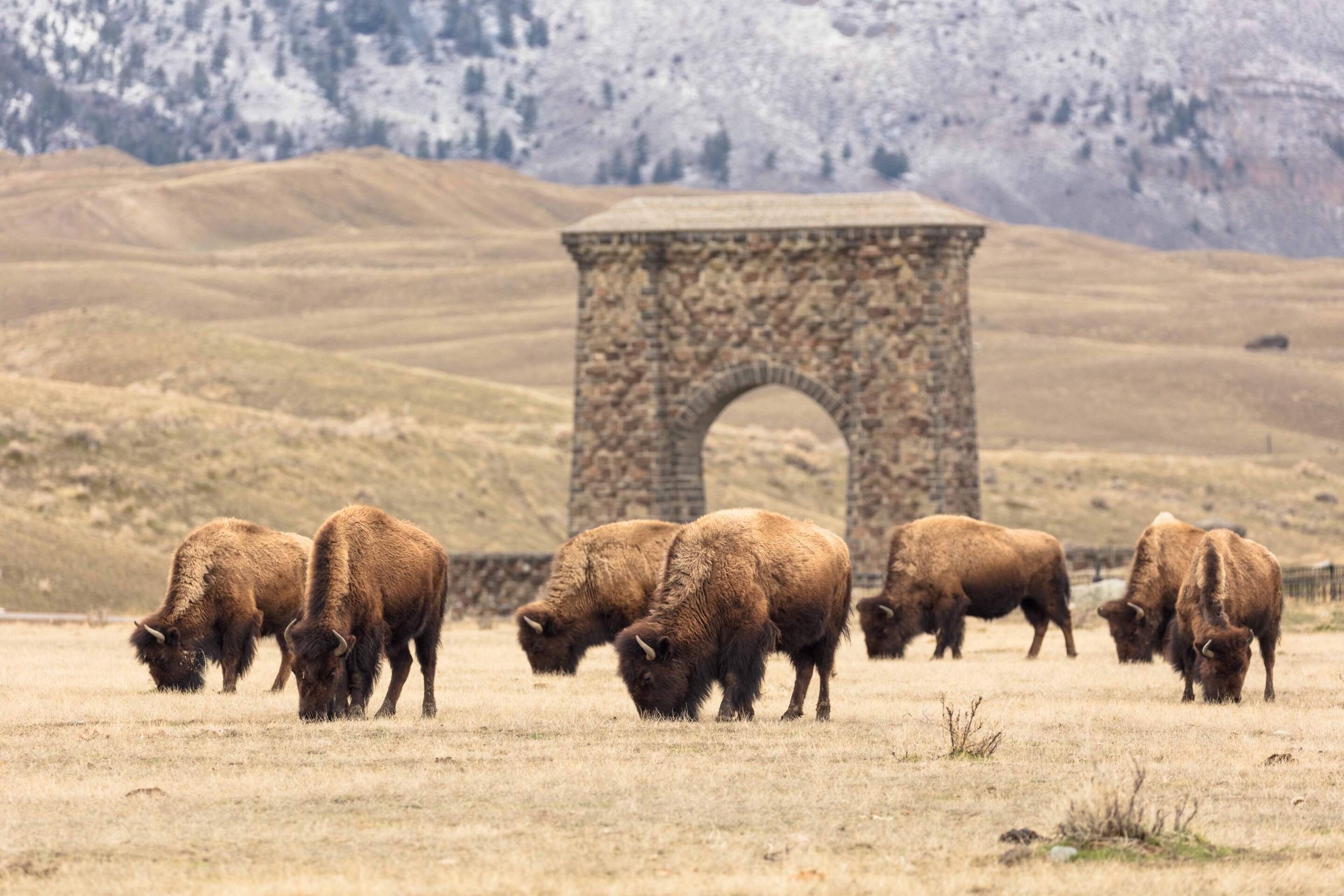 Bizonların geri qaytarılması "Yellowstone" parkında ekosistemi dirçəldib