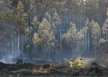 Meşə yanğınları iqlim dəyişikliyi ilə gücləndi