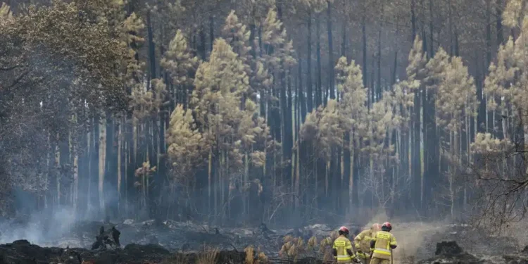 Meşə yanğınları iqlim dəyişikliyi ilə gücləndi
