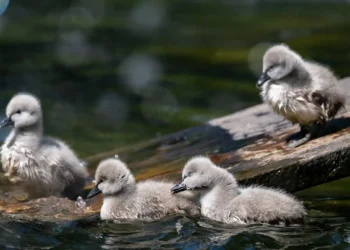 “Week in wildlife” qalereyası