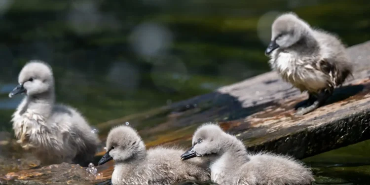 “Week in wildlife” qalereyası