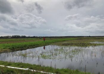 İngiltərənin torf sahələrini yandırma qadağan edildi