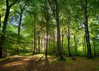 İngiltərədə təbiətin qorunması üçün ayrılmış ərazilərin sahəsi azalır