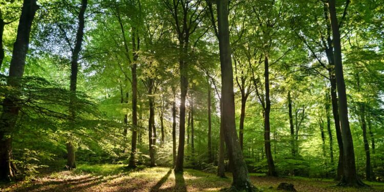 İngiltərədə təbiətin qorunması üçün ayrılmış ərazilərin sahəsi azalır