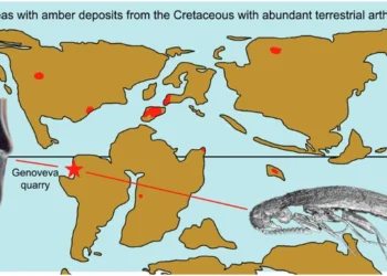 Paleo-botanika — Ekvadorun kreta dövrü amber-fosilləri