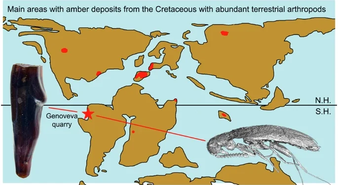 Paleo-botanika — Ekvadorun kreta dövrü amber-fosilləri