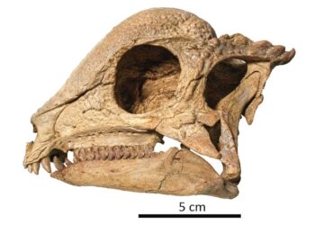 Paleontoloqlar ən qədim dinozavrı kəşf ediblər