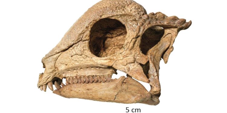Paleontoloqlar ən qədim dinozavrı kəşf ediblər