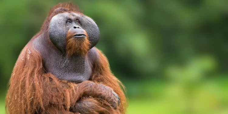 Oranqutanların sağlam qalma sirri