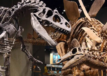 ABŞ-da ən qədim dinozavr skeletti nümayiş olundu