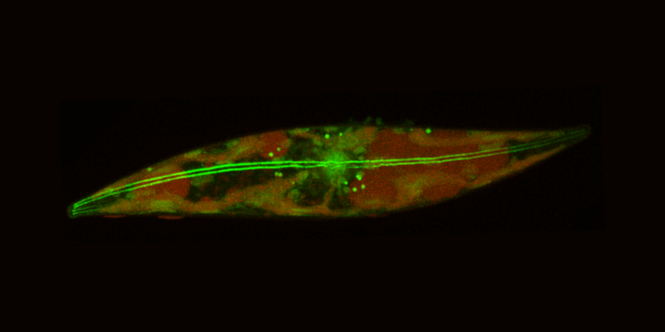 Diatomaların canlılıq sirri