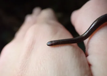 Barbadosda “itmiş” ilan yenidən tapıldı