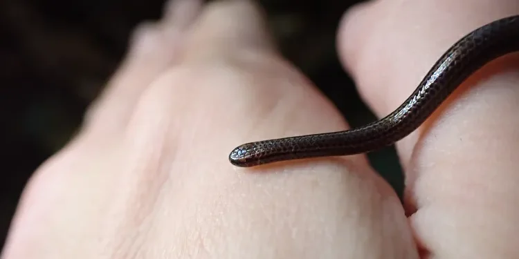 Barbadosda “itmiş” ilan yenidən tapıldı